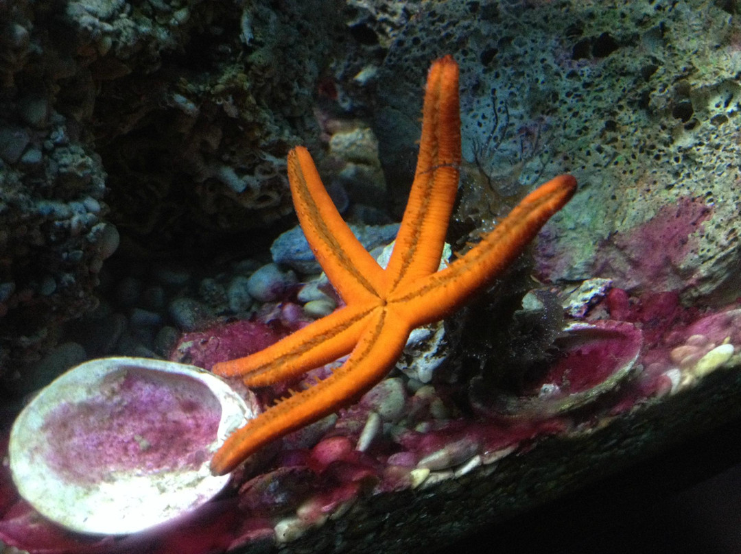 Adriatic aquarium Baška-Baska必去景点