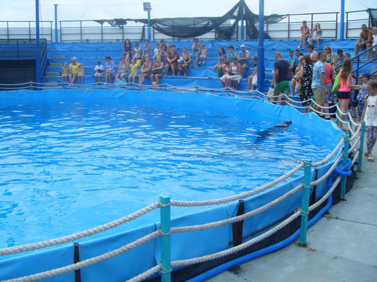 Myskhako旅游景点-Novorossiysk Dolphinarium Sea Life