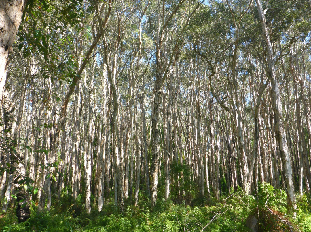 Paperbark Forest Walk-Agnes Water必去景点