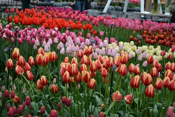 Keukenhof Sideways景点图片