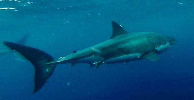 Rodney Fox Shark Expeditions景点图片