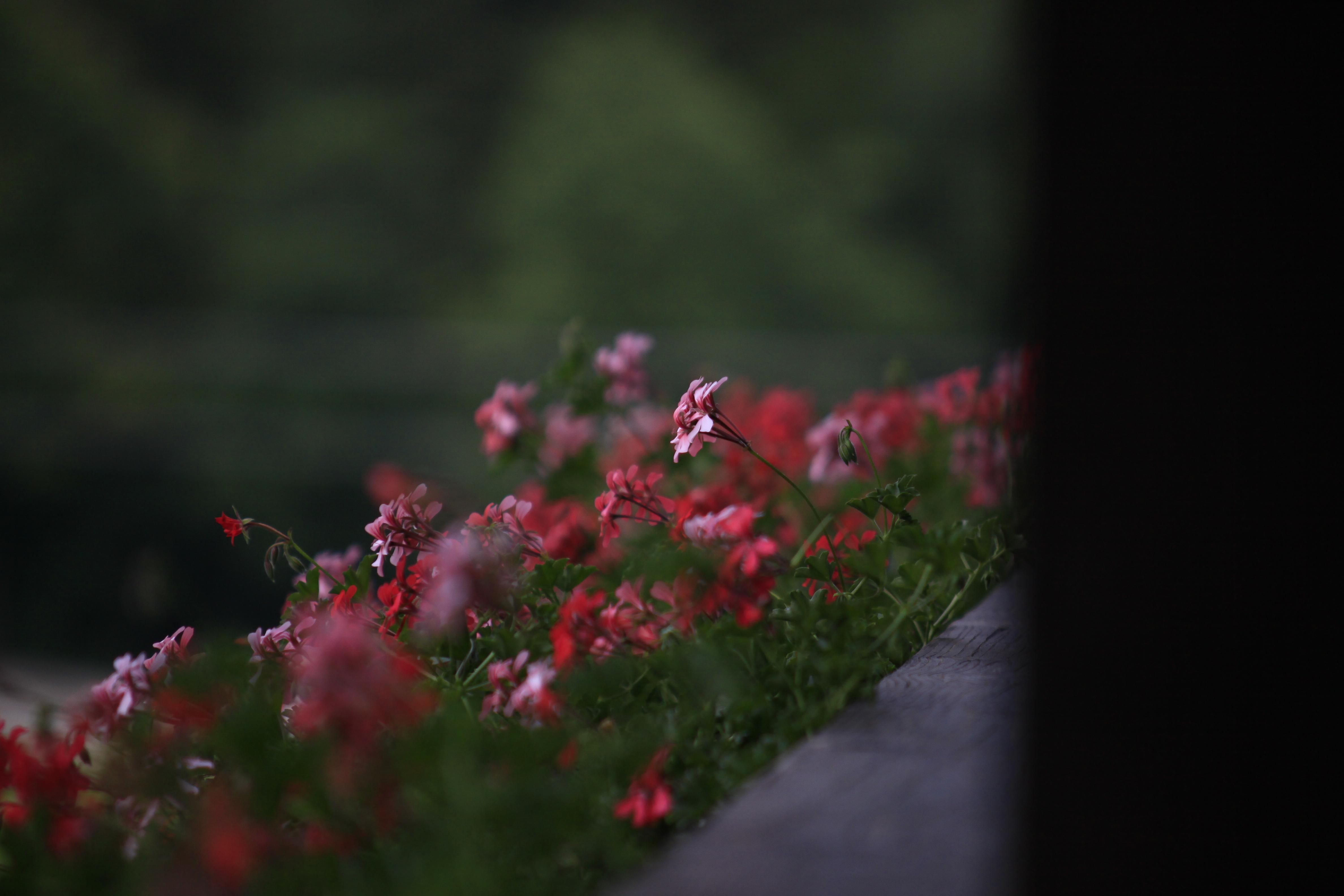 Gastehaus Hirscheck-客卧