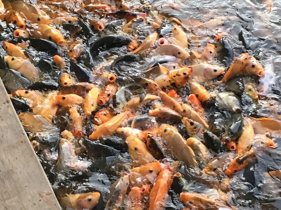 Saung Dolken Bogor主图