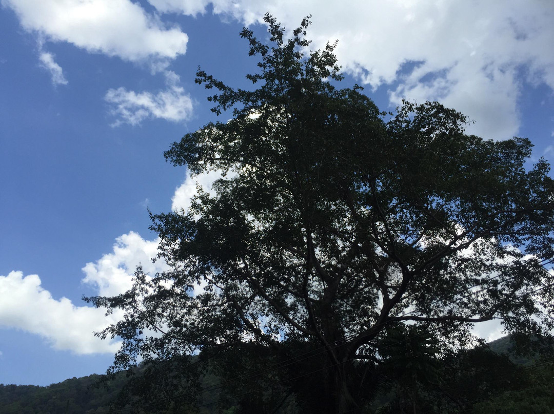Thale Ban National Park景点图片