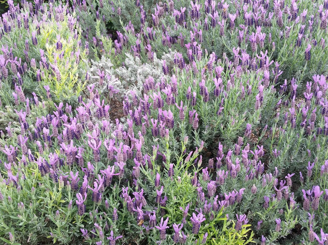 Big Dog Vineyards-米尔皮塔斯必去景点