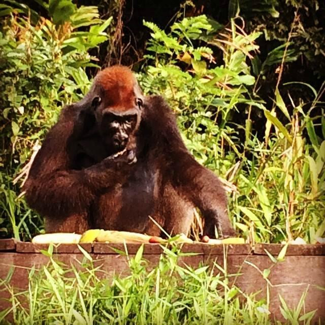 Réserve Naturelle de Gorilles de Lésio-Louna-Léfini-布拉萨市必去景点