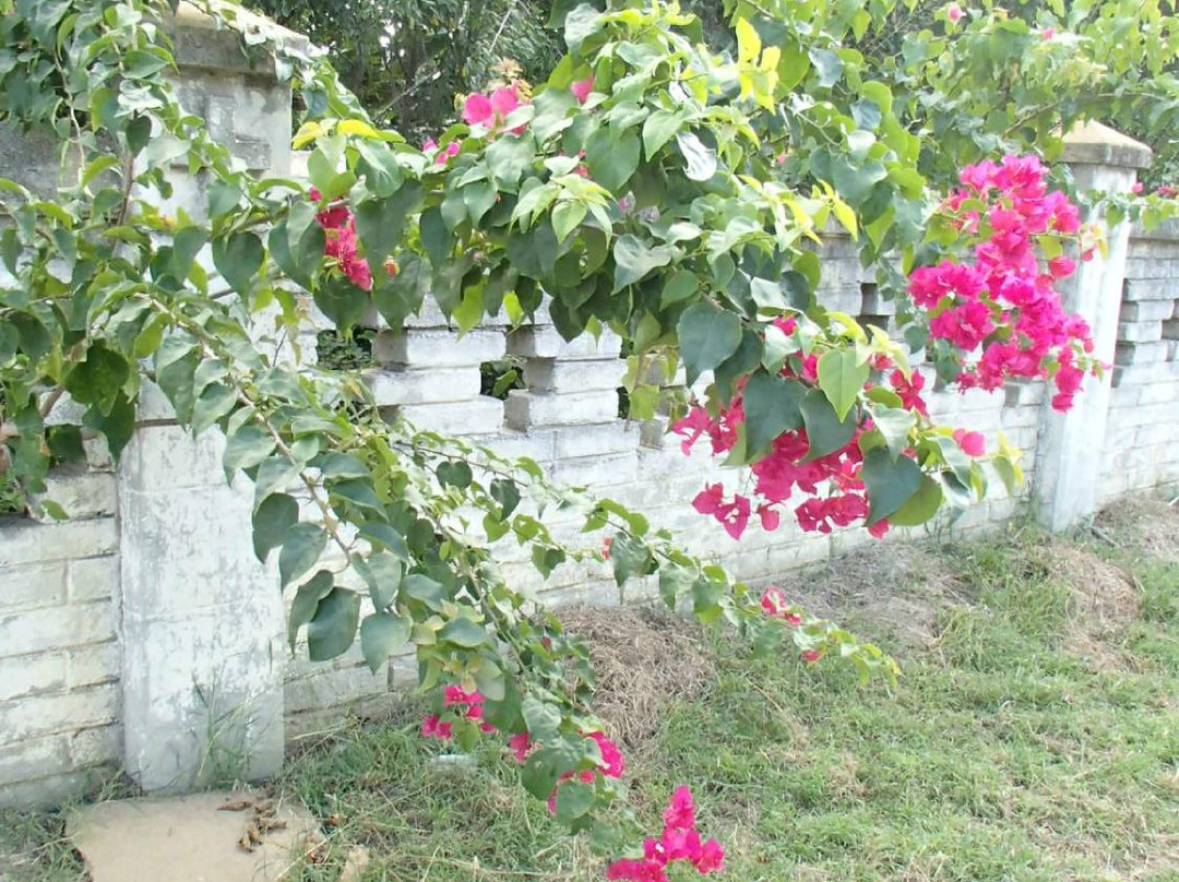 Tomas Acea Cemetery景点图片