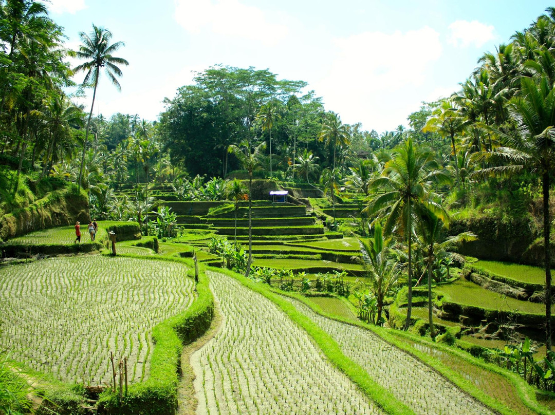 Voyage Bali Indonésie-沙努尔必去景点