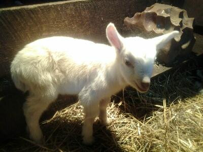 Flint Hill Farm AG-库珀斯堡必去景点