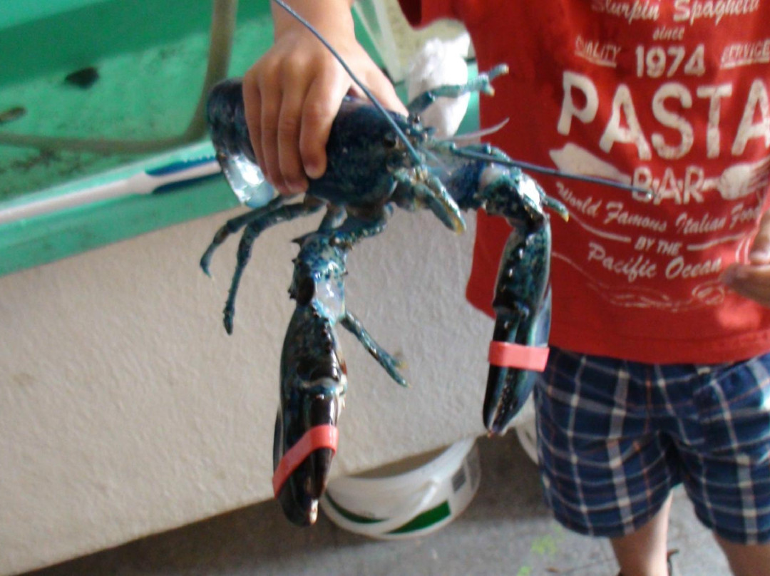 Homarus Centre-Pointe-du-Chene必去景点