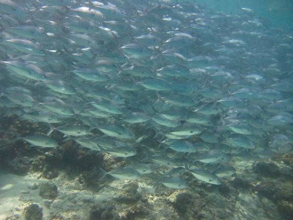 热带研究与保护中心-仙本那必去景点