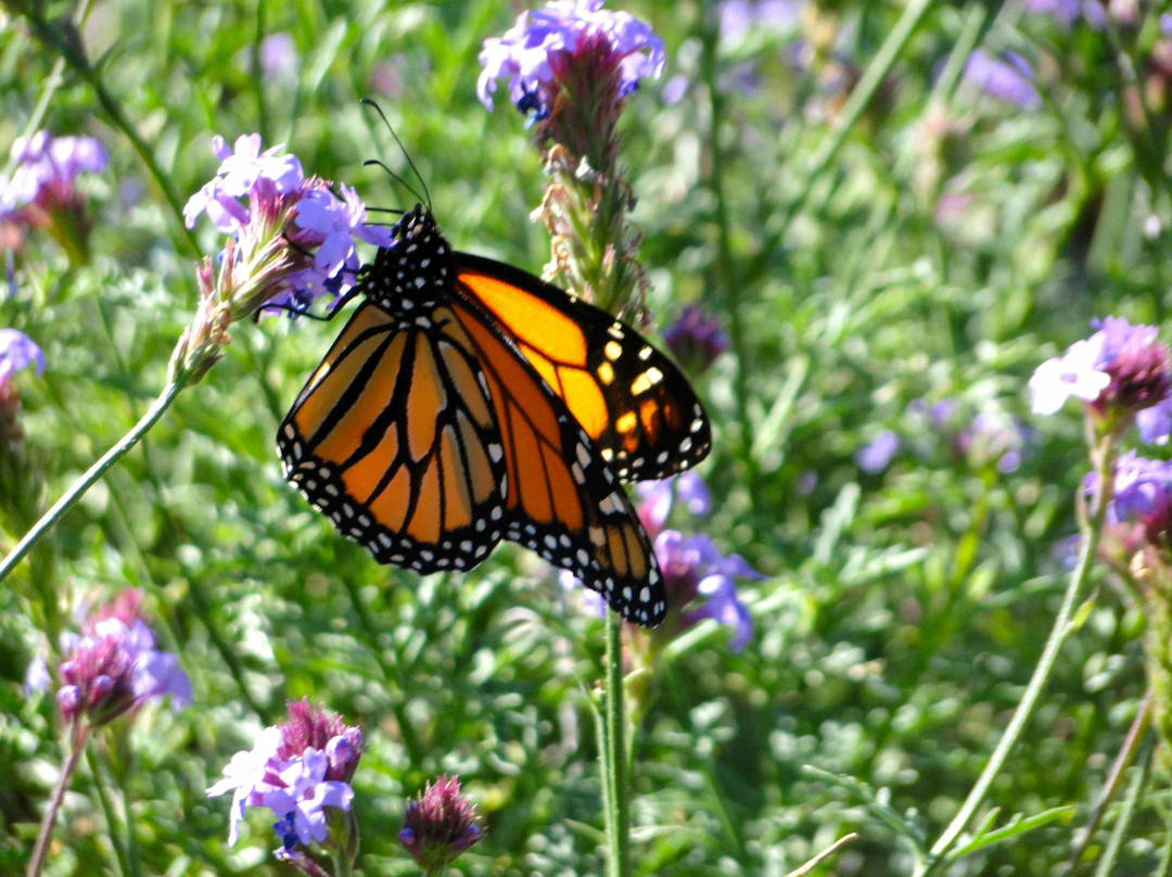 圣巴巴拉热带花园-圣巴巴拉必去景点