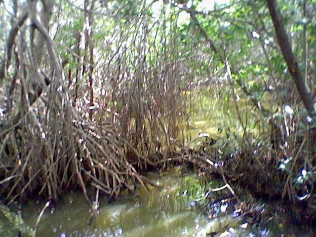 Matanzas Pass Preserve-迈尔斯堡海滩必去景点