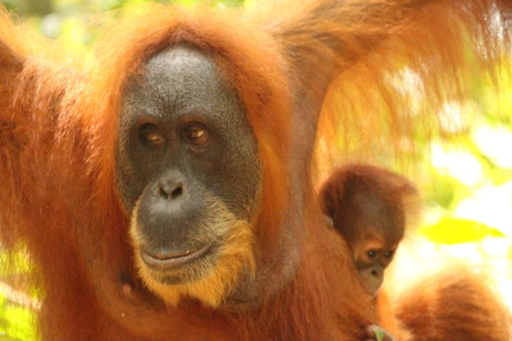 The Bohorok Orangutan Centre at Bukit Lawang-武吉拉旺必去景点