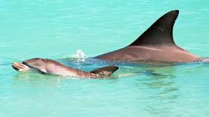 Shark Bay Coaches and Tours-德纳姆必去景点