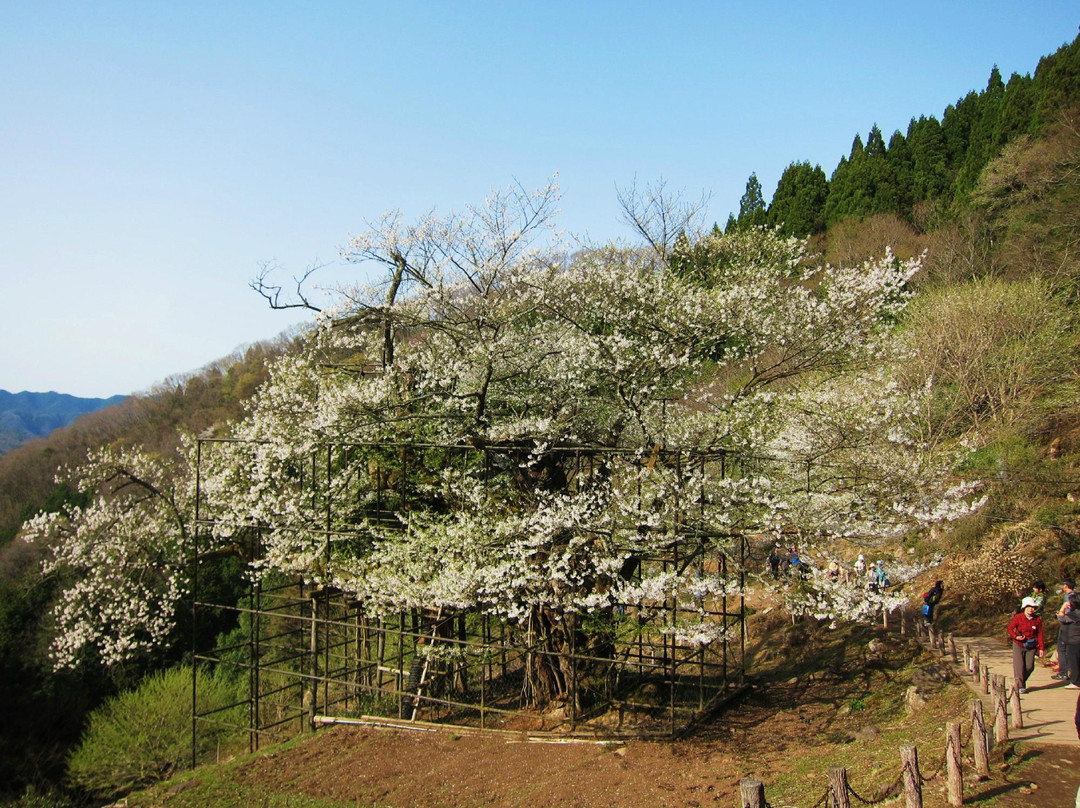 Tarumino Ozakura-养父市必去景点