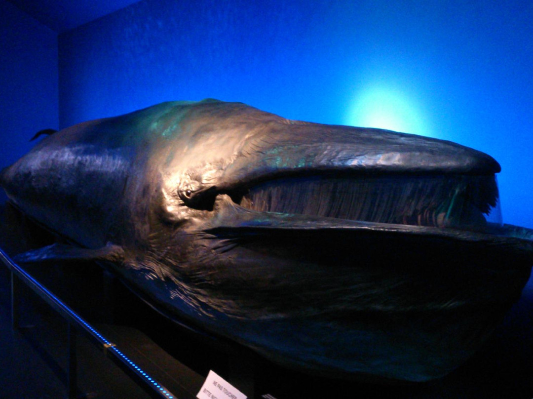 Musée d'histoire naturelle Fribourg-弗里堡必去景点