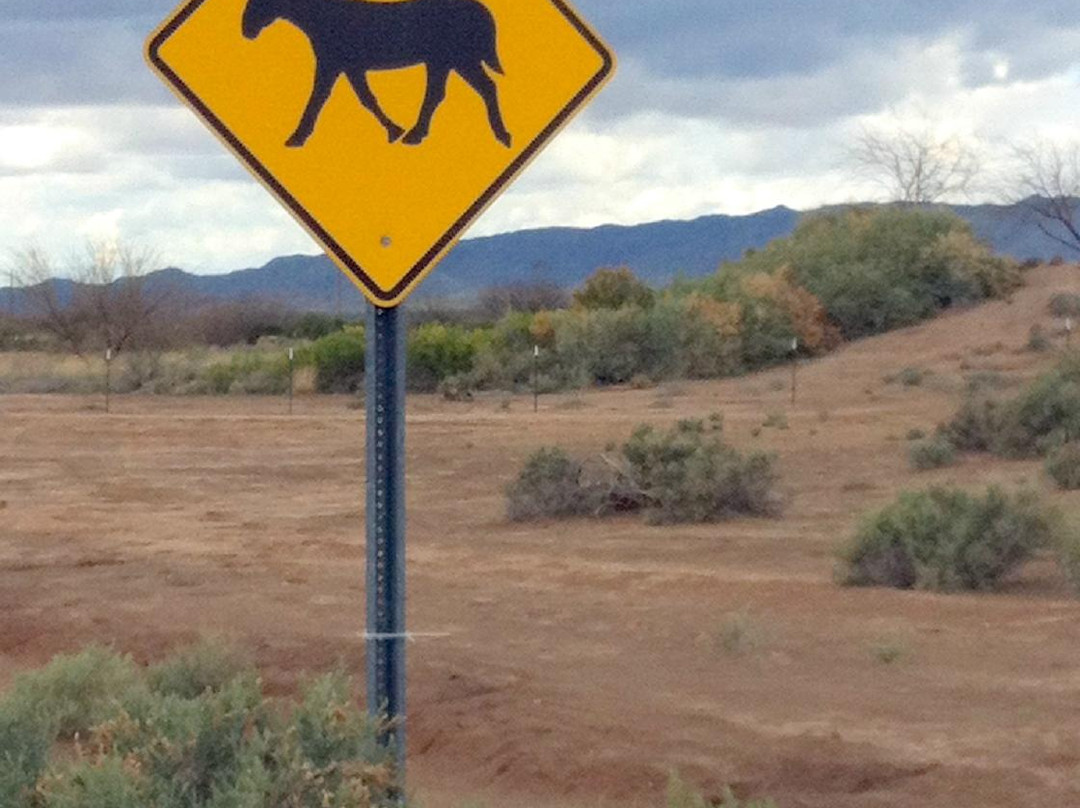 KOLI Equestrian Center-钱德勒必去景点