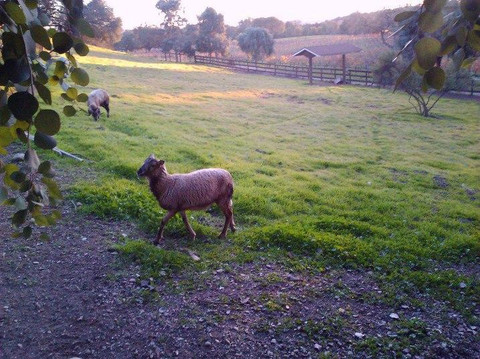 Koehler Winery-洛斯奥利沃斯必去景点