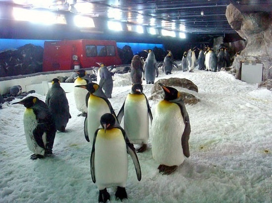 凯莉-塔尔敦海洋生物水族馆景点图片