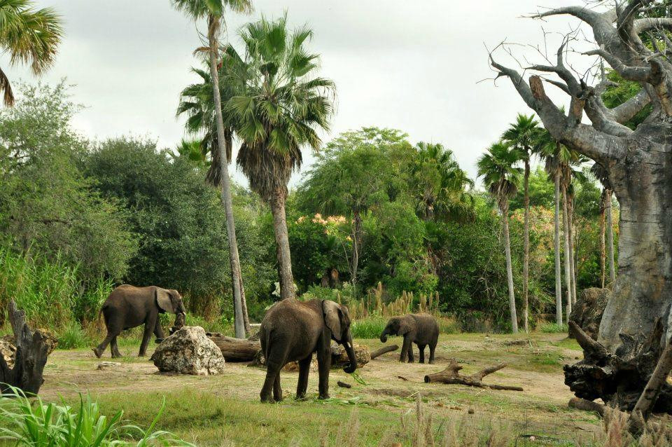 非洲野外探险-奥兰多必去景点