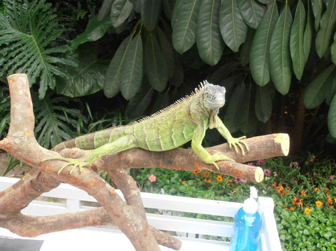 长隆飞鸟乐园-广州市必去景点