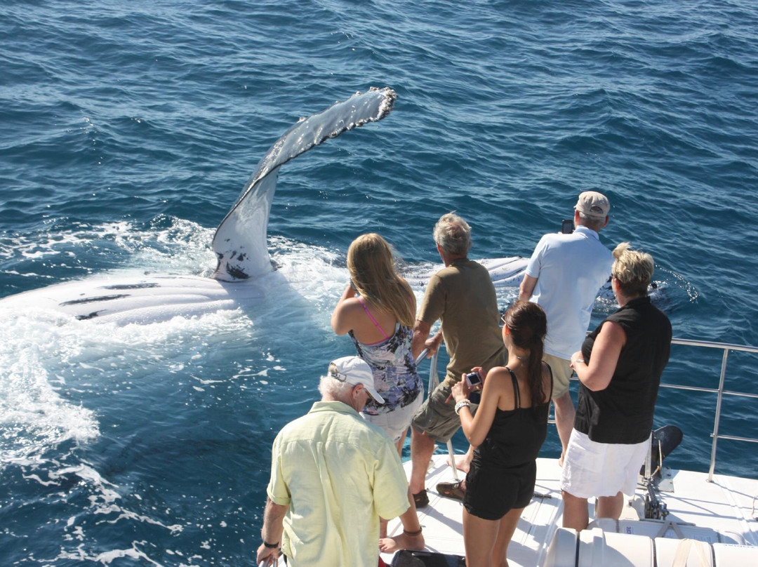 Broome Whale Watching景点图片
