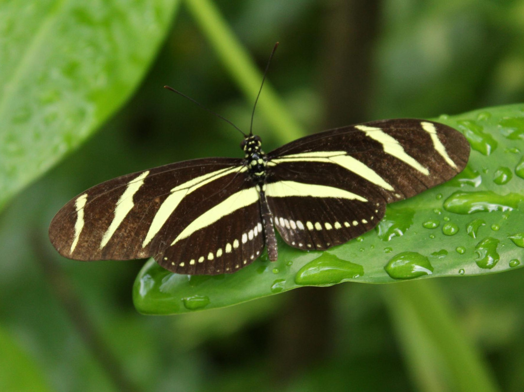 The Butterfly Farm景点图片
