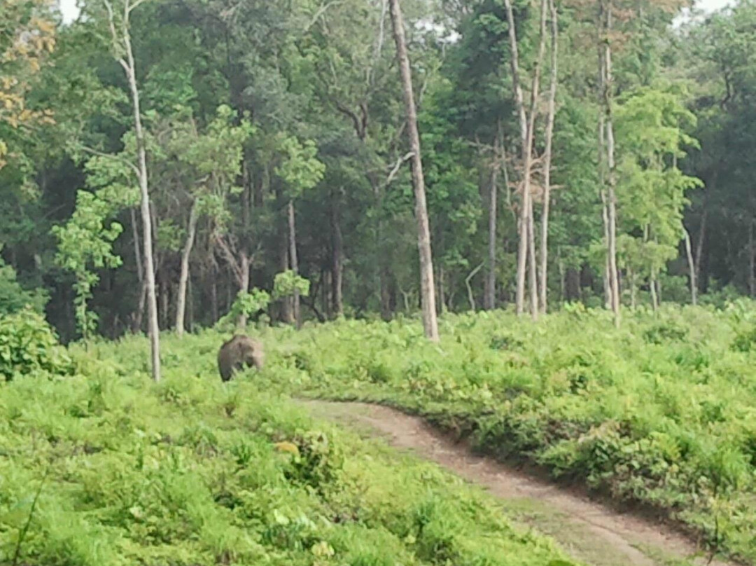 Gorumara Forest景点图片