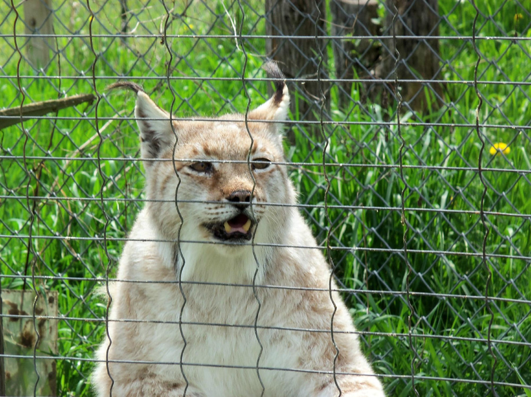 Saunders Country Critters Zoo-North Grenville必去景点
