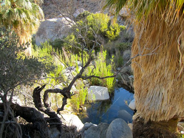 49 Palms Canyon Trail-约书亚树国家公园必去景点