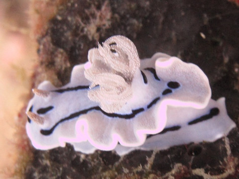 Sea Dog Diving-爱妮岛必去景点