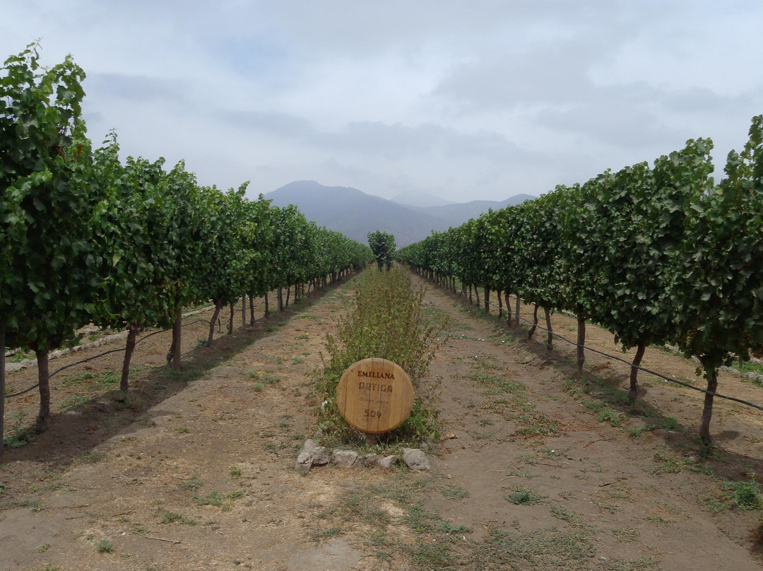 Emiliana Organic Vineyards景点图片