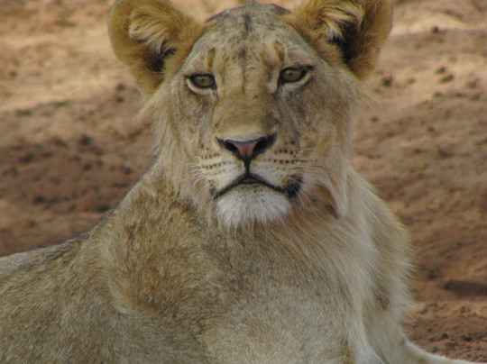 Marlomani Safaris-蒙巴萨必去景点