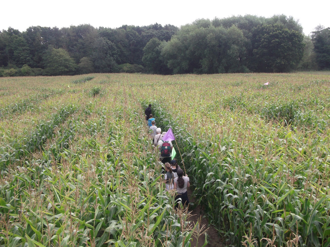 Maize Maze at Cawthorne景点图片
