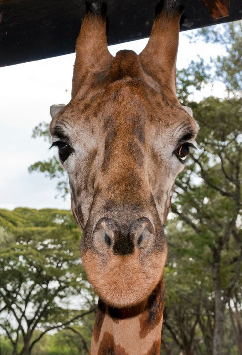 非洲濒危野生动物基金会（肯尼亚）-长颈鹿中心-内罗毕必去景点