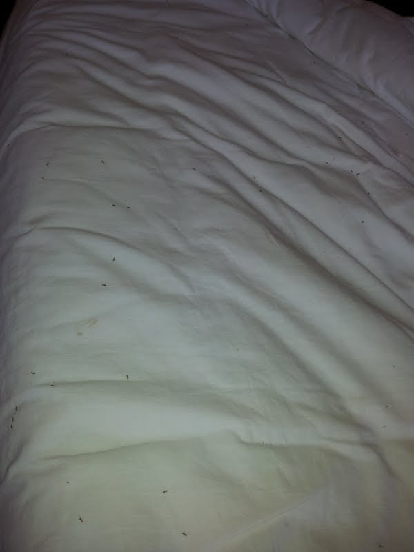 Green Holiday Village主图