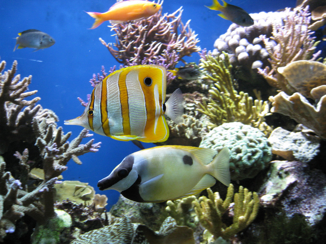 Blue Reef Aquarium景点图片