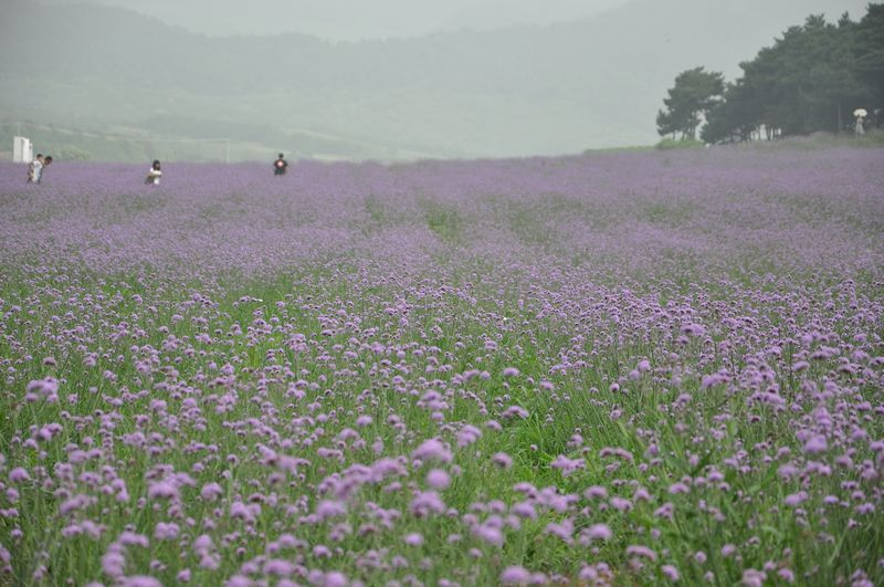 沈阳紫烟薰衣草庄园-沈阳市必去景点