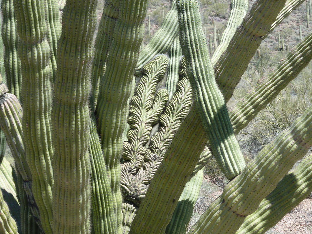 Organ Pipe Cactus National Monument-Ajo必去景点