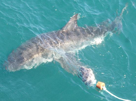 White Shark Ventures-Kleinbaai必去景点