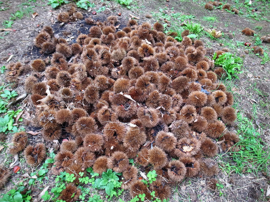 Kobayashi Farm-小布施町必去景点