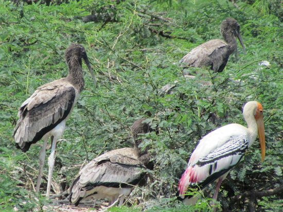 Uppalapadu Bird Sanctuary景点图片