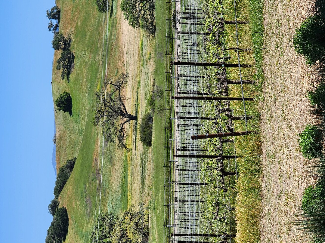 Rusack Vineyards-索尔万必去景点