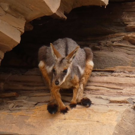 Flinders Experience 4WD Tours Day Tours景点图片