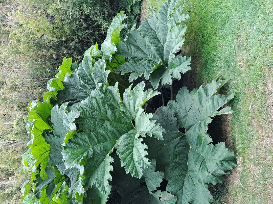 Jardin Exotique de Saint Renan景点图片