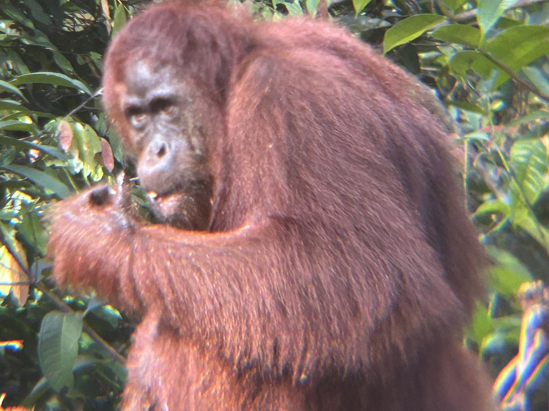 Orangutan Applause - Day Tours景点图片