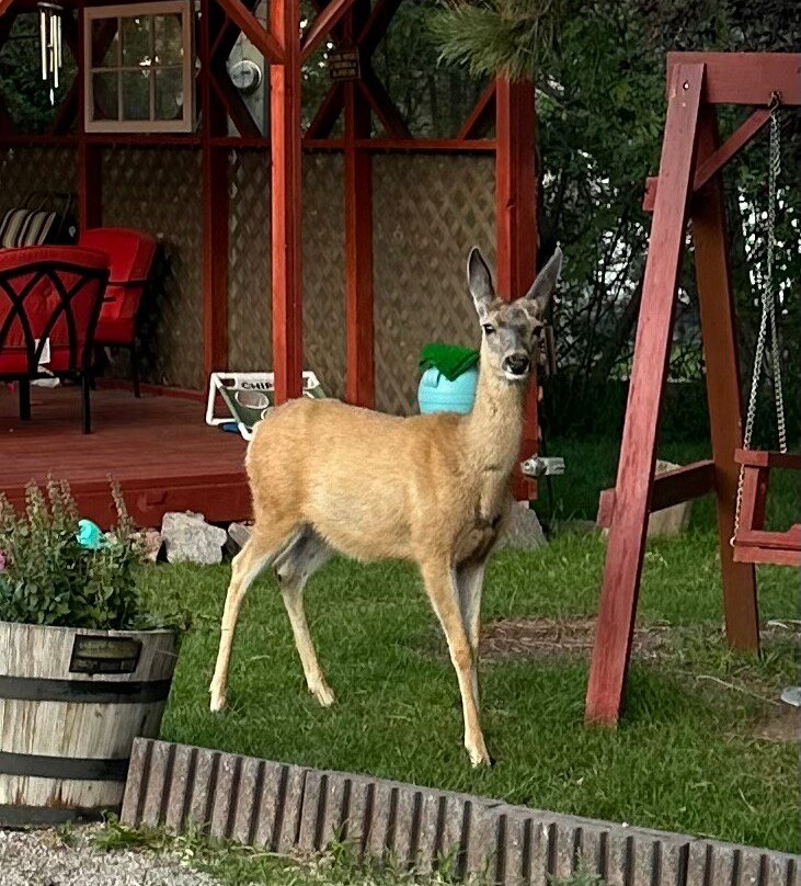 The Pines Country Inn主图