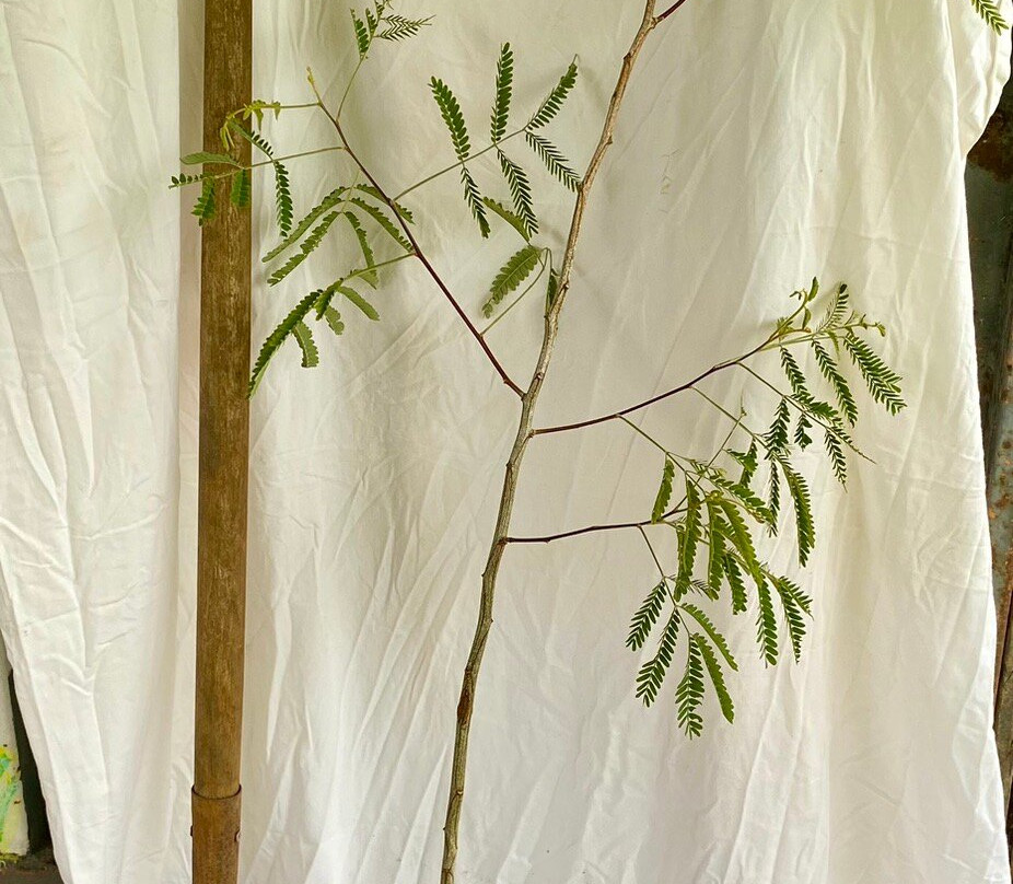 Kauai Koa Farm-普林斯维尔必去景点