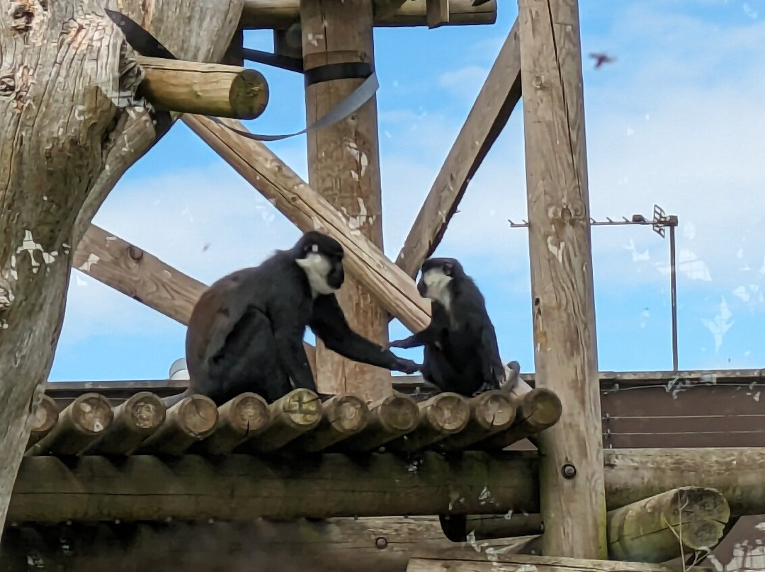 Twycross Zoo景点图片